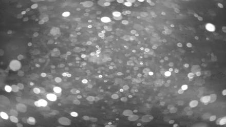 Japanese Koi Pond Live Webcam - Jan 28, 2026, 4:37am PST