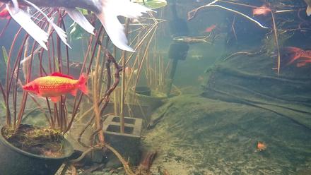Japanese Koi Pond Live Webcam - Nov 18, 2025, 2:51pm PST