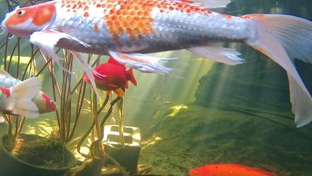 Japanese Koi Pond Live Webcam - Nov 26, 2025, 11:57am PST