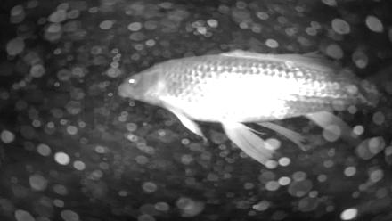 Japanese Koi Pond Live Webcam - Dec 5, 2025, 9:48pm PST