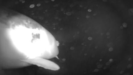 Japanese Koi Pond Live Webcam - Jan 29, 2026, 5:29am PST