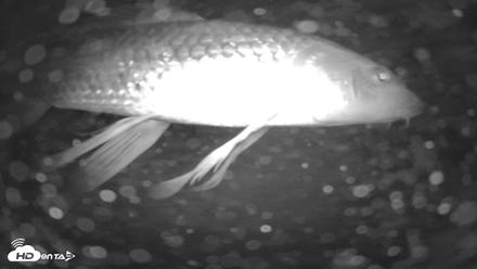 Japanese Koi Pond Live Webcam - Aug 23, 2026, 12:35am PDT