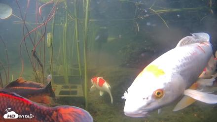 Japanese Koi Pond Live Webcam - Jun 19, 2026, 8:40am PDT