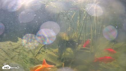 Japanese Koi Pond Live Webcam - Aug 7, 2026, 10:21am PDT