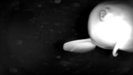 Japanese Koi Pond Live Webcam - Dec 8, 2025, 2:42am PST