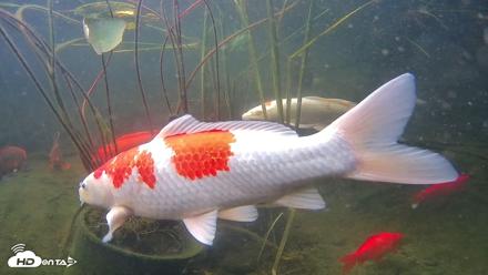 Japanese Koi Pond Live Webcam - Jul 7, 2026, 7:17am PDT