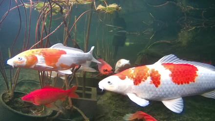 Japanese Koi Pond Live Webcam - Dec 11, 2025, 3:53pm PST