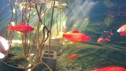 Japanese Koi Pond Live Webcam - Dec 11, 2025, 12:44pm PST