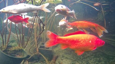 Japanese Koi Pond Live Webcam - Nov 18, 2025, 3:16pm PST