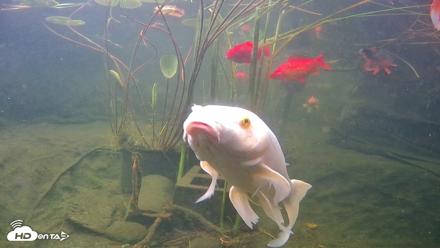 Japanese Koi Pond Live Webcam - Jul 16, 2026, 7:02am PDT