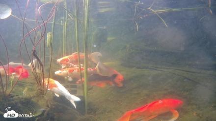 Japanese Koi Pond Live Webcam - Jun 19, 2026, 8:38am PDT