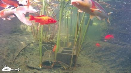Japanese Koi Pond Live Webcam - Sep 10, 2026, 3:06pm PDT