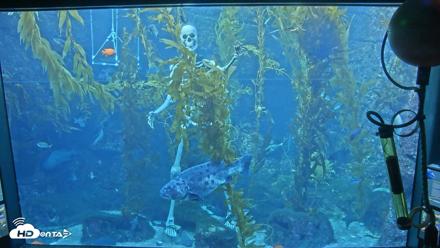 Birch Aquarium Kelp Forest Live Cam - Oct 22, 2026, 3:35pm PDT
