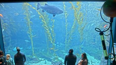 Birch Aquarium Kelp Forest Live Cam - Jan 20, 2026, 3:55pm PST