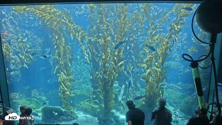 Birch Aquarium Kelp Forest Live Cam - Apr 10, 2026, 12:24pm PDT
