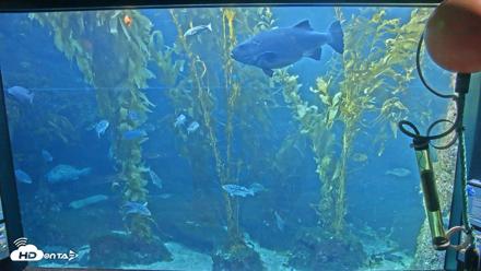 Birch Aquarium Kelp Forest Live Cam - Sep 11, 2026, 5:21pm PDT