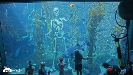 Birch Aquarium Kelp Forest Live Cam - Oct 21, 2026, 2:06pm PDT