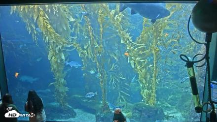 Birch Aquarium Kelp Forest Live Cam - Sep 10, 2026, 3:05pm PDT