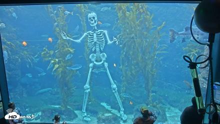 Birch Aquarium Kelp Forest Live Cam - Oct 11, 2026, 3:44pm PDT