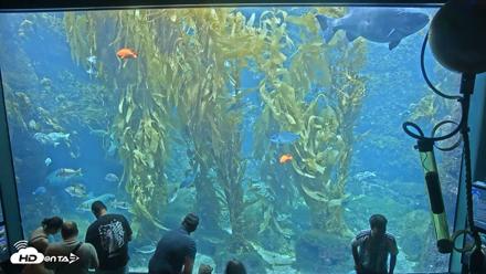 Birch Aquarium Kelp Forest Live Cam - Sep 7, 2026, 1:10pm PDT