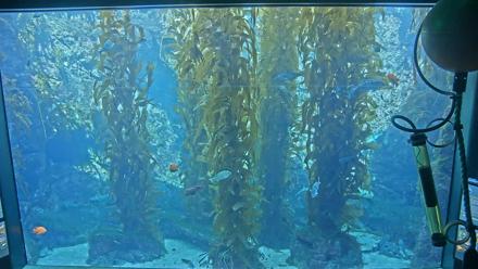Birch Aquarium Kelp Forest Live Cam - Dec 25, 2025, 11:30am PST