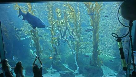 Birch Aquarium Kelp Forest Live Cam - Oct 27, 2025, 1:26pm PDT