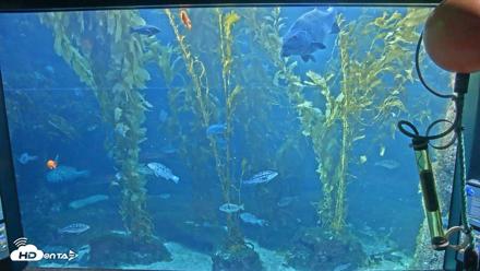 Birch Aquarium Kelp Forest Live Cam - Sep 11, 2026, 5:21pm PDT