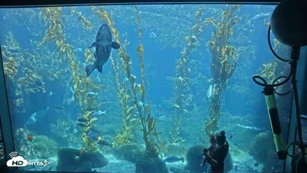 Birch Aquarium Kelp Forest Live Cam - Sep 3, 2026, 12:19pm PDT