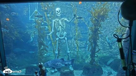 Birch Aquarium Kelp Forest Live Cam - Oct 21, 2026, 2:08pm PDT