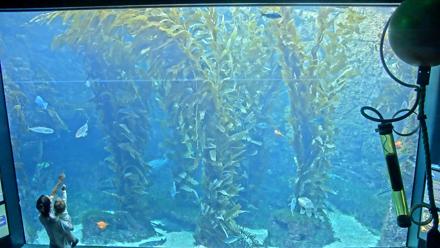 Birch Aquarium Kelp Forest Live Cam - Nov 30, 2025, 3:18pm PST
