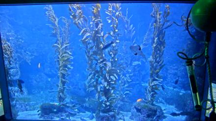 Birch Aquarium Kelp Forest Live Cam - Nov 22, 2025, 6:00pm PST