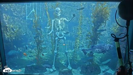 Birch Aquarium Kelp Forest Live Cam - Oct 21, 2026, 11:52am PDT