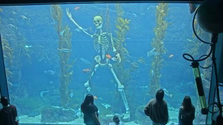 Birch Aquarium Kelp Forest Live Cam - Nov 2, 2025, 1:16pm PST