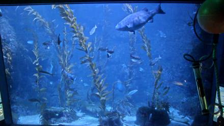 Birch Aquarium Kelp Forest Live Cam - Nov 6, 2025, 5:12pm PST