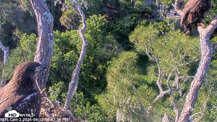 Namibia Africa Waterhole Live Cam - Apr 10, 2026, 11:49pm CAT