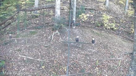 Dollywood Eagles Live Webcam - Aviary 3 - Nov 5, 2025, 8:03am EST