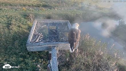 Blackwater Wildlife Refuge Ospreys Live Cam - Sep 24, 2026, 7:51am EDT