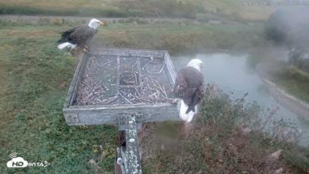 Blackwater Wildlife Refuge Ospreys Live Cam - Sep 22, 2026, 6:59am EDT
