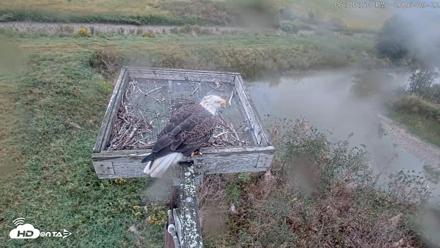 Blackwater Wildlife Refuge Ospreys Live Cam - Sep 22, 2026, 6:01pm EDT