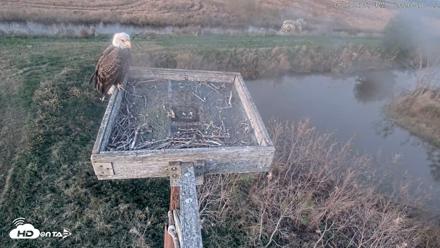 Blackwater Wildlife Refuge Ospreys Live Cam - Oct 22, 2026, 6:32pm EDT