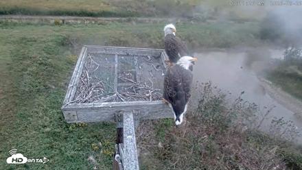 Blackwater Wildlife Refuge Ospreys Live Cam - Sep 26, 2026, 7:12am EDT
