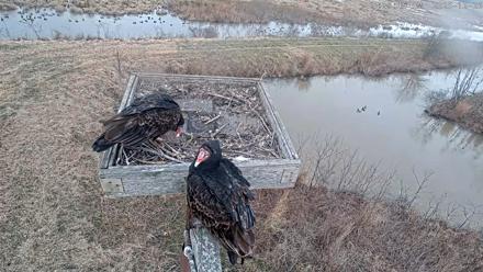 Blackwater Wildlife Refuge Ospreys Live Cam - Dec 26, 2025, 8:40am EST