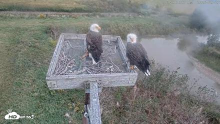 Blackwater Wildlife Refuge Ospreys Live Cam - Sep 25, 2026, 10:43am EDT