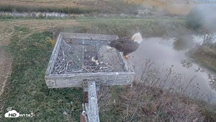 Blackwater Wildlife Refuge Ospreys Live Cam - Oct 10, 2026, 5:21pm EDT