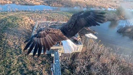 Blackwater Wildlife Refuge Ospreys Live Cam - Nov 6, 2025, 7:13am EST
