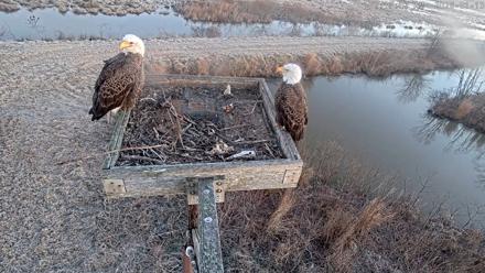 Blackwater Wildlife Refuge Ospreys Live Cam - Jan 13, 2026, 7:17am EST