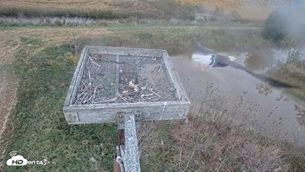 Blackwater Wildlife Refuge Ospreys Live Cam - Oct 10, 2026, 3:27pm EDT