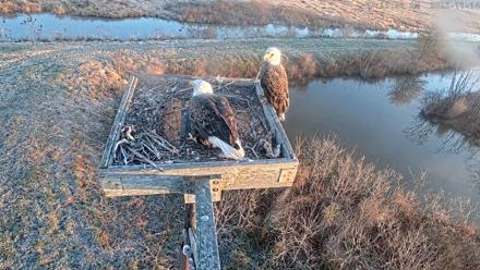 Blackwater Wildlife Refuge Ospreys Live Cam - Nov 14, 2025, 7:11am EST