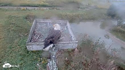 Blackwater Wildlife Refuge Ospreys Live Cam - Sep 22, 2026, 6:17pm EDT