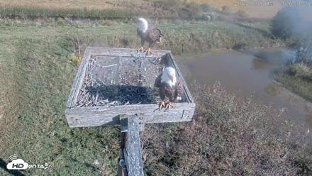 Blackwater Wildlife Refuge Ospreys Live Cam - Oct 2, 2026, 10:09am EDT